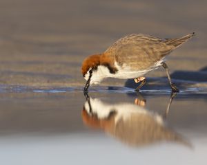 Preview wallpaper red-capped plover, bird, wildlife, pond