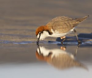 Preview wallpaper red-capped plover, bird, wildlife, pond