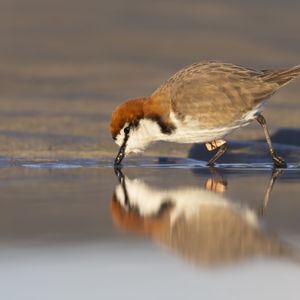 Preview wallpaper red-capped plover, bird, wildlife, pond