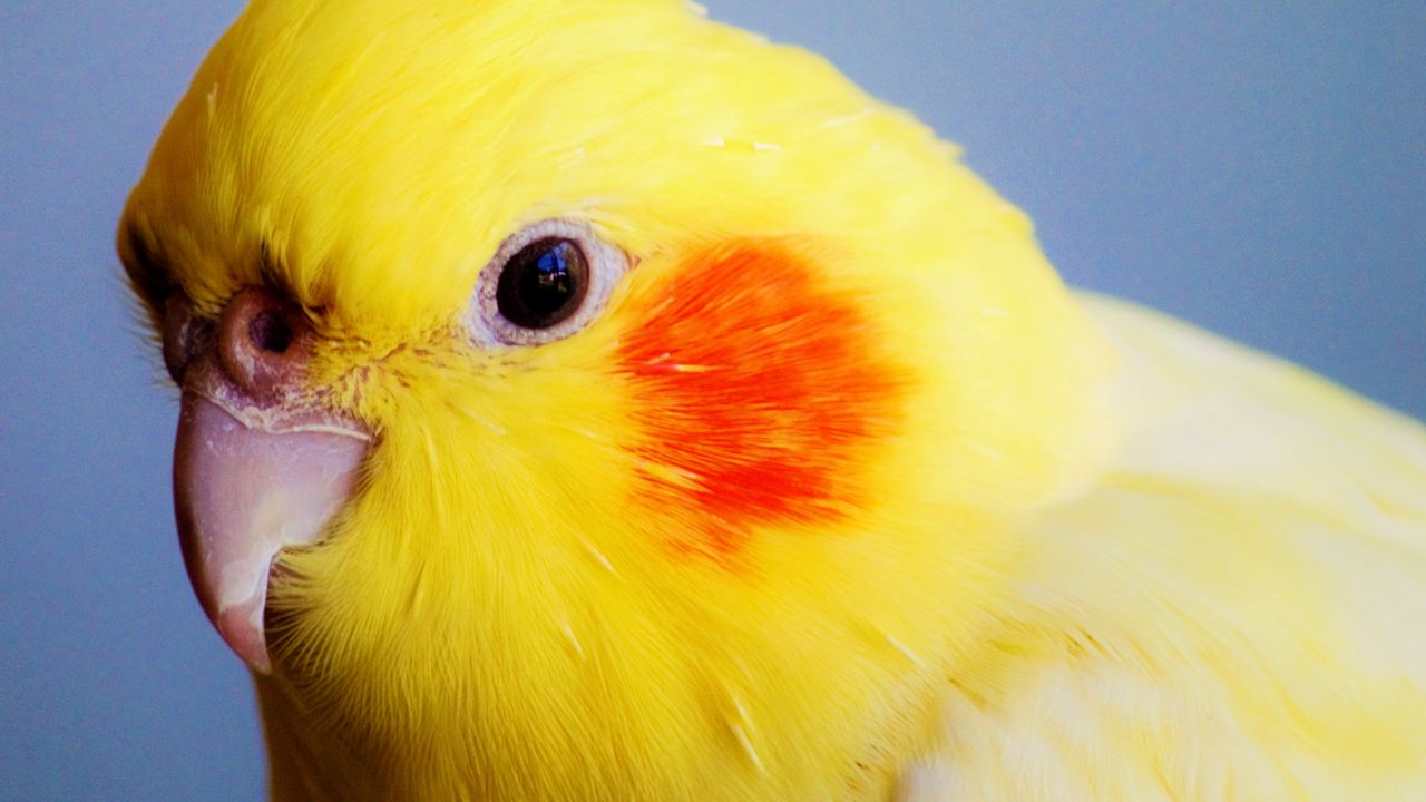 Wallpaper red-cheeked cockatiel, parrot, beak, bird