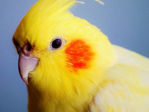 Preview wallpaper red-cheeked cockatiel, parrot, beak, bird