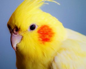 Preview wallpaper red-cheeked cockatiel, parrot, beak, bird