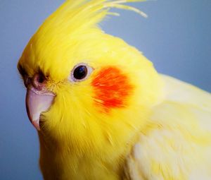 Preview wallpaper red-cheeked cockatiel, parrot, beak, bird