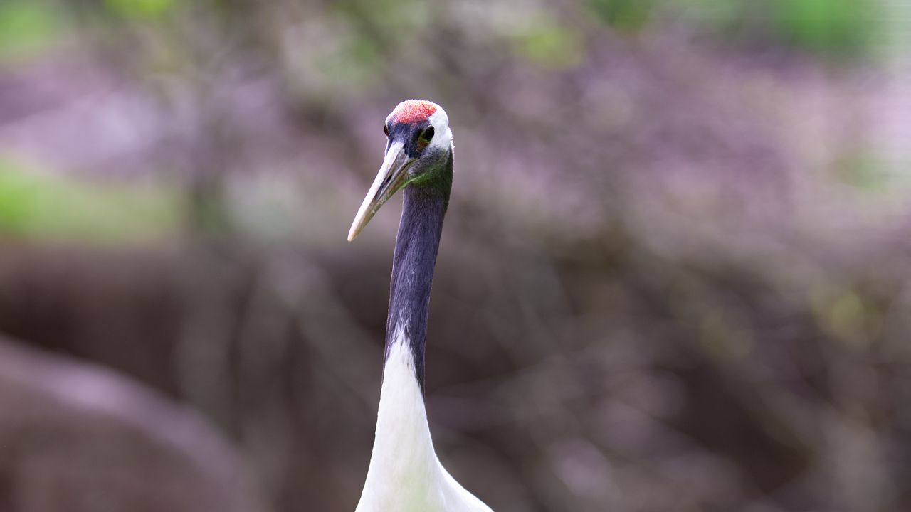 Wallpaper red-crowned crane, crane, bird, wildlife
