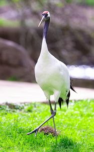 Preview wallpaper red-crowned crane, crane, bird, wildlife