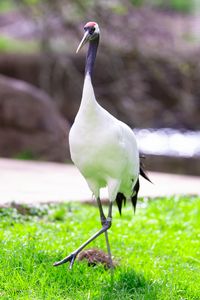 Preview wallpaper red-crowned crane, crane, bird, wildlife