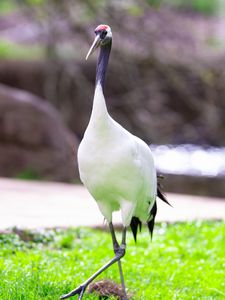 Preview wallpaper red-crowned crane, crane, bird, wildlife