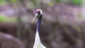 Preview wallpaper red-crowned crane, crane, bird, wildlife