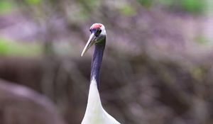 Preview wallpaper red-crowned crane, crane, bird, wildlife