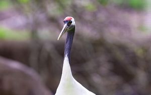 Preview wallpaper red-crowned crane, crane, bird, wildlife