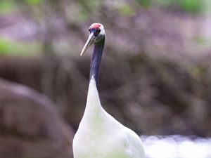 Preview wallpaper red-crowned crane, crane, bird, wildlife