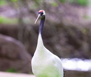 Preview wallpaper red-crowned crane, crane, bird, wildlife