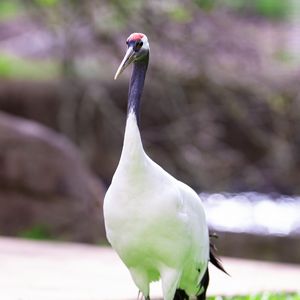 Preview wallpaper red-crowned crane, crane, bird, wildlife