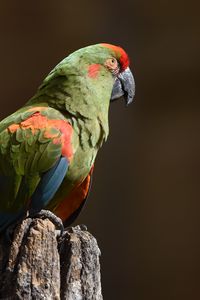 Preview wallpaper red-eared macaw, macaw, parrot, bird, log, blurry