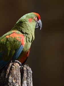 Preview wallpaper red-eared macaw, macaw, parrot, bird, log, blurry