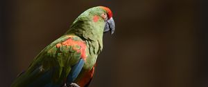 Preview wallpaper red-eared macaw, macaw, parrot, bird, log, blurry