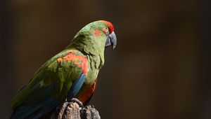 Preview wallpaper red-eared macaw, macaw, parrot, bird, log, blurry