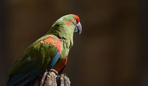 Preview wallpaper red-eared macaw, macaw, parrot, bird, log, blurry