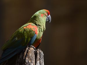 Preview wallpaper red-eared macaw, macaw, parrot, bird, log, blurry