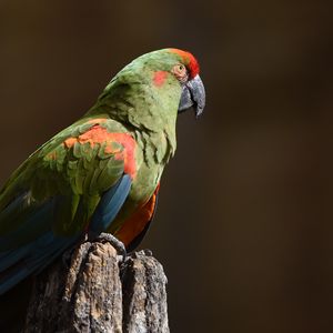 Preview wallpaper red-eared macaw, macaw, parrot, bird, log, blurry