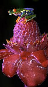 Preview wallpaper red-eyed tree frog, frog, flower, drops