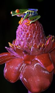 Preview wallpaper red-eyed tree frog, frog, flower, drops