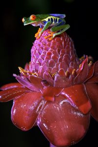 Preview wallpaper red-eyed tree frog, frog, flower, drops