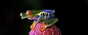 Preview wallpaper red-eyed tree frog, frog, flower, drops