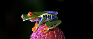 Preview wallpaper red-eyed tree frog, frog, flower, drops