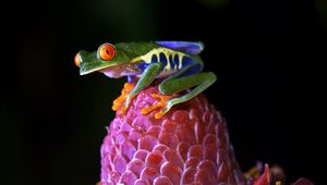 Preview wallpaper red-eyed tree frog, frog, flower, drops