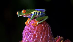 Preview wallpaper red-eyed tree frog, frog, flower, drops