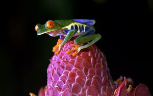 Preview wallpaper red-eyed tree frog, frog, flower, drops