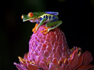 Preview wallpaper red-eyed tree frog, frog, flower, drops