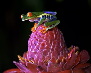 Preview wallpaper red-eyed tree frog, frog, flower, drops