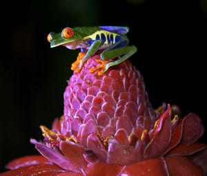 Preview wallpaper red-eyed tree frog, frog, flower, drops