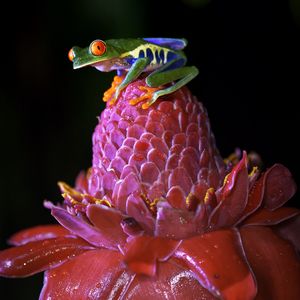 Preview wallpaper red-eyed tree frog, frog, flower, drops