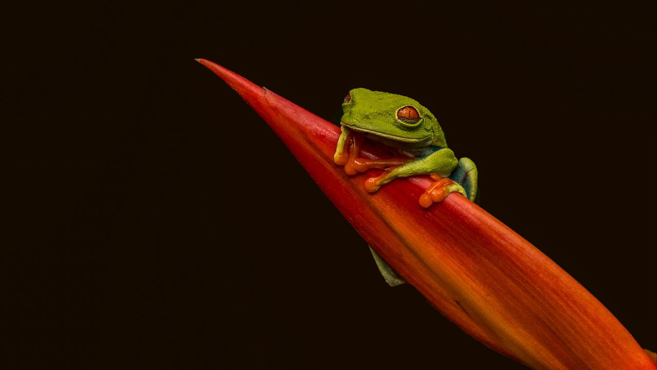 Wallpaper red-eyed tree frog, frog, leaf, macro