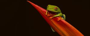 Preview wallpaper red-eyed tree frog, frog, leaf, macro