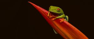 Preview wallpaper red-eyed tree frog, frog, leaf, macro