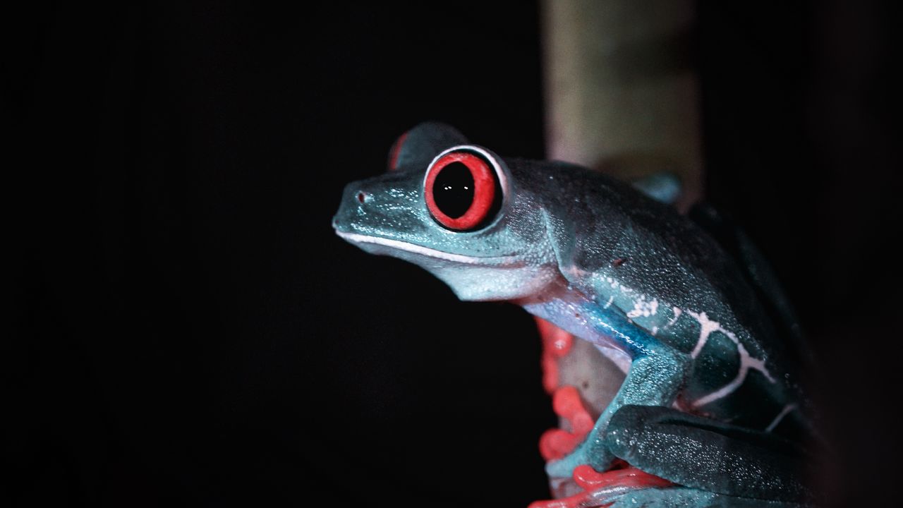 Wallpaper red-eyed tree frog, frog, wild nature