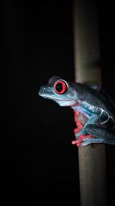 Preview wallpaper red-eyed tree frog, frog, wild nature