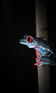 Preview wallpaper red-eyed tree frog, frog, wild nature