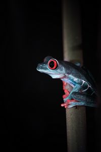 Preview wallpaper red-eyed tree frog, frog, wild nature