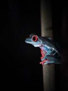 Preview wallpaper red-eyed tree frog, frog, wild nature