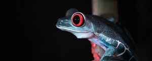 Preview wallpaper red-eyed tree frog, frog, wild nature