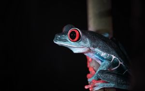 Preview wallpaper red-eyed tree frog, frog, wild nature