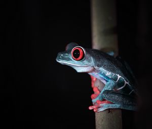 Preview wallpaper red-eyed tree frog, frog, wild nature