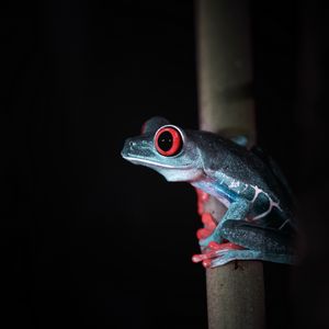 Preview wallpaper red-eyed tree frog, frog, wild nature