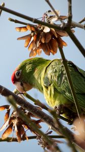 Preview wallpaper red-masked parakeet, parrot, branch, wildlife