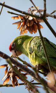 Preview wallpaper red-masked parakeet, parrot, branch, wildlife